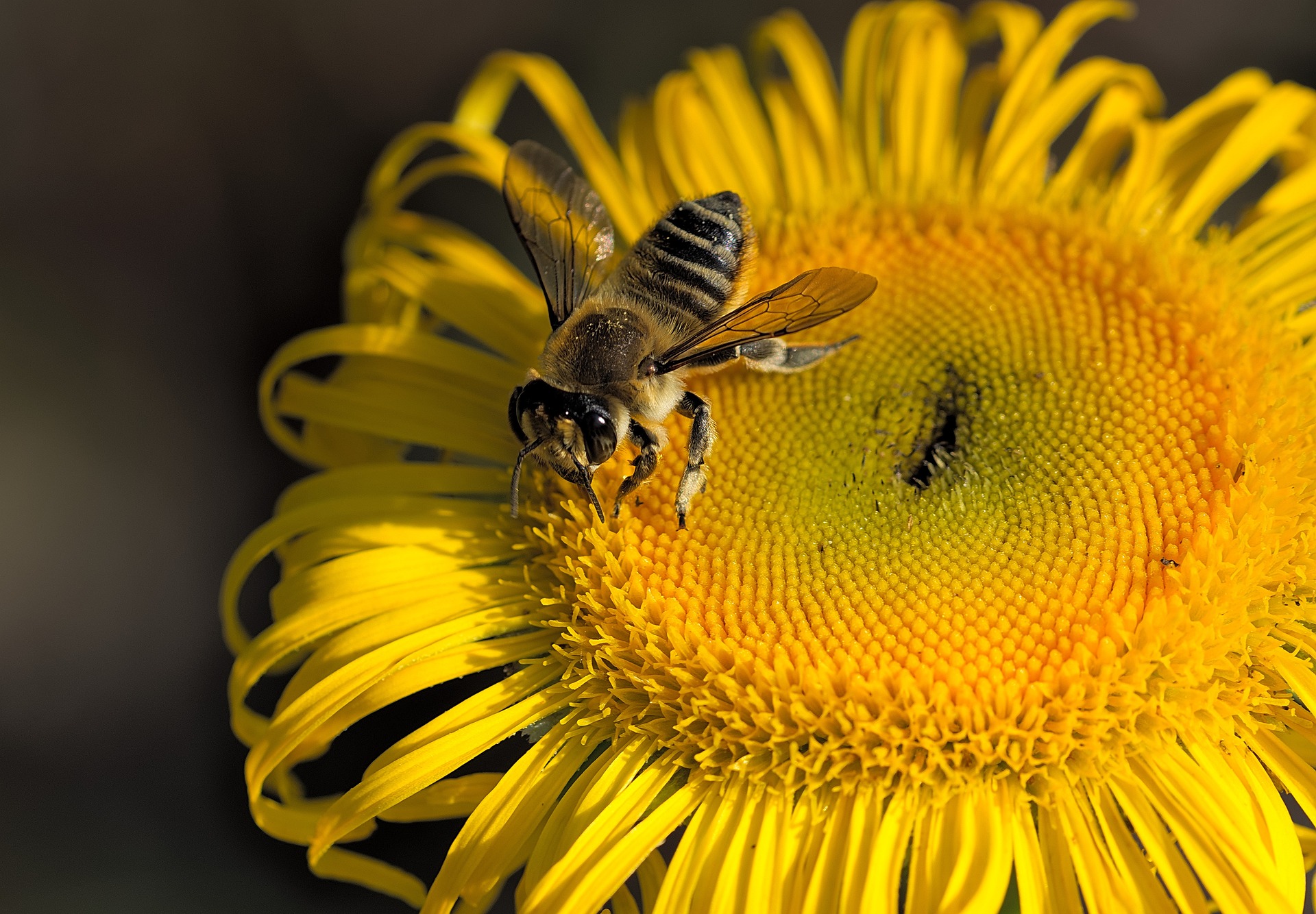 bee on a sunflower